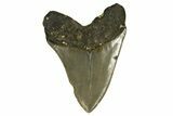 Serrated, Fossil Megalodon Tooth - North Carolina #328013-2